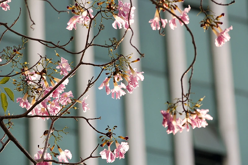 Hoa kèn hồng trên phố Sài Gòn ảnh 11